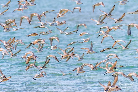 Sandy Straits Scenic & Wildlife Cruise - Accommodation Mermaid Beach 4