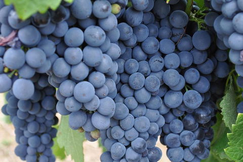 Barossa Valley Cellar Doors Luxury Wine Tour - Accommodation Mermaid Beach 5