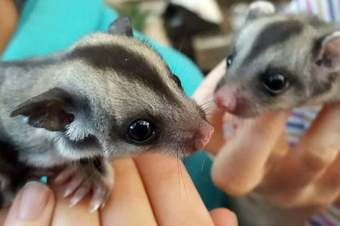 Adelaide Cultural Safari - Private Charters - Accommodation Mermaid Beach 0