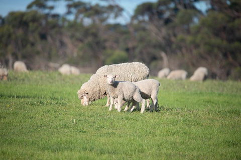 Fine Flavours - Full Day Kangaroo Island Food & Wine Tour - Accommodation Mermaid Beach 9