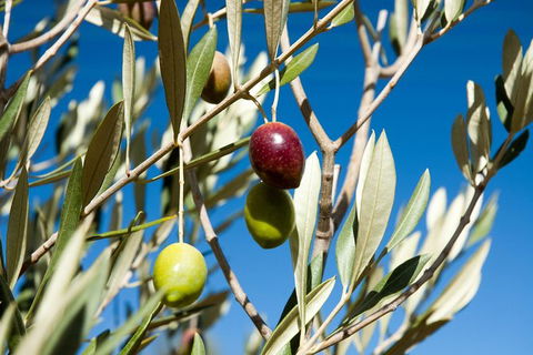Fine Flavours - Full Day Kangaroo Island Food & Wine Tour - Accommodation Mermaid Beach 3