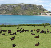 Cruise Ship Excursion Stanley - Accommodation Mermaid Beach