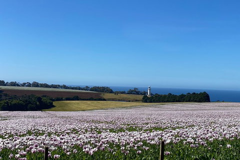 Table Cape Lighthouse Tours - Accommodation Mermaid Beach 8