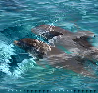 3-Hour Dolphin and Seal Sightseeing Cruise Mornington Peninsula - Accommodation Mermaid Beach