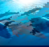 3 hour Dolphin and Seal Swim NOV-APR - Accommodation Mermaid Beach