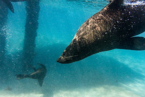 Dolphin And Seal Swim Reef Snorkel Boat Tour Mornington Peninsula - Accommodation Mermaid Beach 7