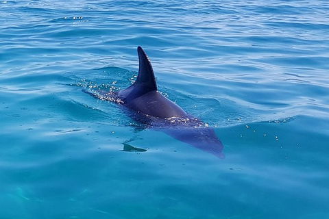 Dolphin And Seal Swim Reef Snorkel Boat Tour Mornington Peninsula - Accommodation Mermaid Beach 2