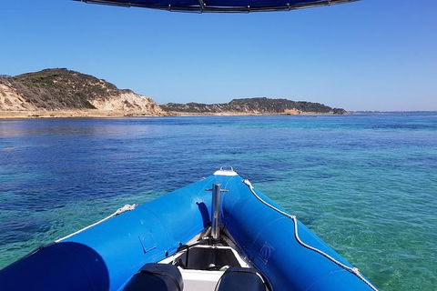 Dolphin And Seal Swim Reef Snorkel Boat Tour Mornington Peninsula - Accommodation Mermaid Beach 6