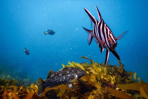 Dolphin And Seal Swim Reef Snorkel Boat Tour Mornington Peninsula - Accommodation Mermaid Beach 5