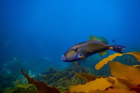 Dolphin And Seal Swim Reef Snorkel Boat Tour Mornington Peninsula - Accommodation Mermaid Beach 9