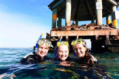Dolphin And Seal Swim Reef Snorkel Boat Tour Mornington Peninsula - Accommodation Mermaid Beach 4