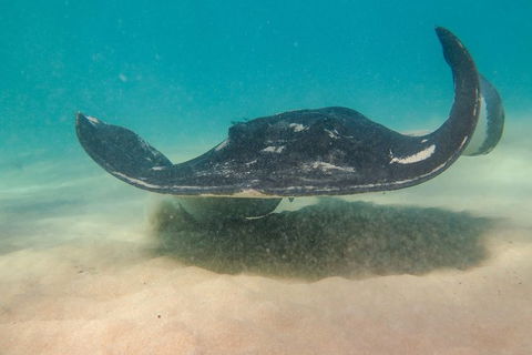 Dolphin And Seal Swim Reef Snorkel Boat Tour Mornington Peninsula - Accommodation Mermaid Beach 15