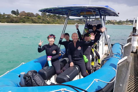 Dolphin And Seal Swim Reef Snorkel Boat Tour Mornington Peninsula - Accommodation Mermaid Beach 16
