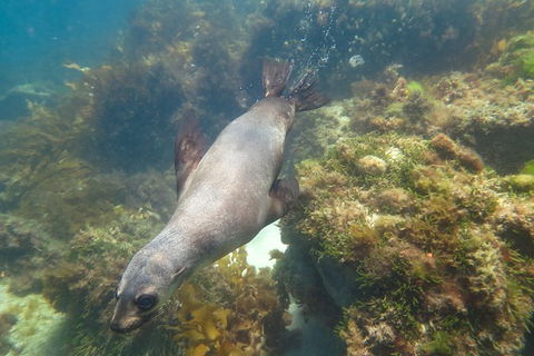 Dolphin And Seal Swim Reef Snorkel Boat Tour Mornington Peninsula - Accommodation Mermaid Beach 3