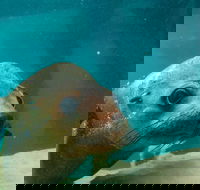 Dolphin and Seal Swim Reef Snorkel Boat Tour Mornington Peninsula - Accommodation Mermaid Beach
