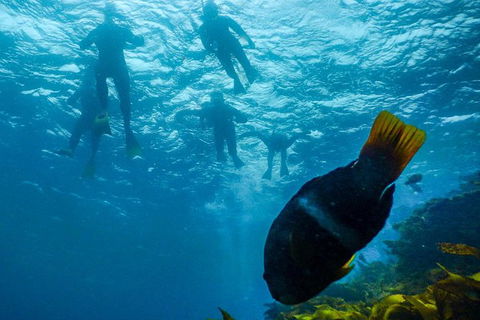 Dolphin And Seal Swim Reef Snorkel Boat Tour Mornington Peninsula - Accommodation Mermaid Beach 1