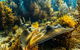 Dolphin And Seal Swim Reef Snorkel Boat Tour Mornington Peninsula - thumb 11