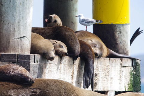 Dolphin And Seal Watching Eco Boat Cruise Mornington Peninsula - Accommodation Mermaid Beach 7