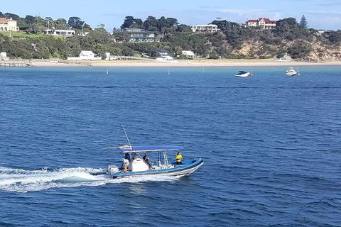 Dolphin And Seal Watching Eco Boat Cruise Mornington Peninsula - Accommodation Mermaid Beach 14