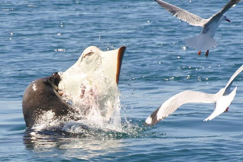 Dolphin And Seal Watching Eco Boat Cruise Mornington Peninsula - Accommodation Mermaid Beach 6