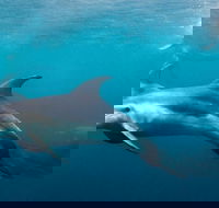 Private 2 Hour Dolphin and Seal Swim Mornington Peninsula - Accommodation Mermaid Beach