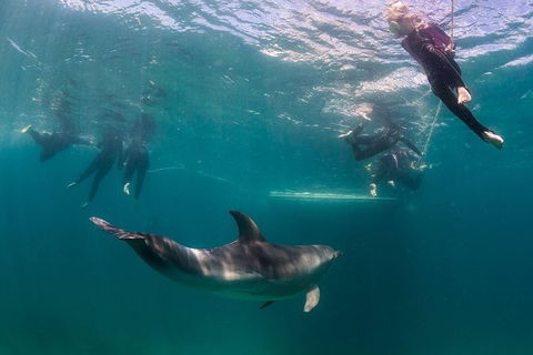 Half-Day Mornington Peninsula Dolphin And Seal Swim From Sorrento - Accommodation Mermaid Beach 0