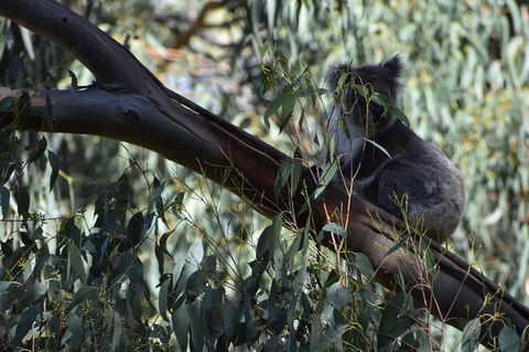 Great Ocean Road Tour Plus Koalas, Forest Walk And Morning Tea. - Accommodation Mermaid Beach 2
