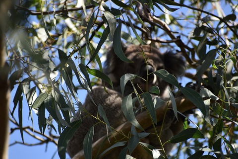 Great Ocean Road Tour Plus Koalas, Forest Walk And Morning Tea. - Accommodation Mermaid Beach 6
