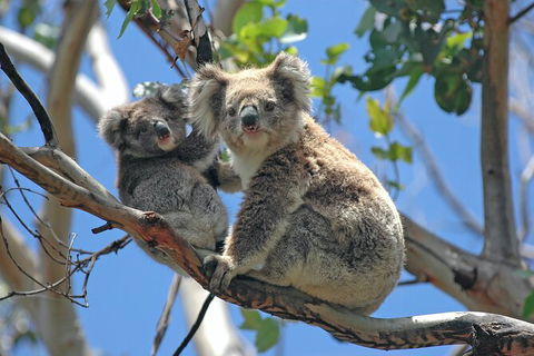 LGBT+ Friendly 2 Day Private Tour Great Ocean Road + Phillip Island - Accommodation Mermaid Beach 1