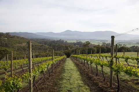 Yarra Valley 2-6 Guests Premium Food And Wine Inc Lunch At Dominique Portet - Accommodation Mermaid Beach 7