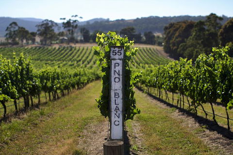 Yarra Valley Premium Tour Inc Lunch And Cheese And Wine Pairing At De Bortoli - Accommodation Mermaid Beach 1