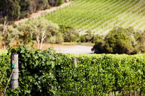 Mornington Peninsula 2-6 Guests With Lunch And Art Walk At Pt Leo Estate - Accommodation Mermaid Beach 5