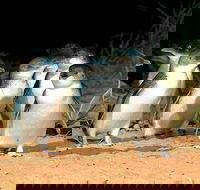 Phillip Island Penguin and wildlife Tour - Accommodation Mermaid Beach