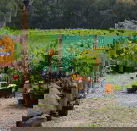 Yarra Valley Wineries and Rayners Orchard Tour from Melbourne - Accommodation Mermaid Beach