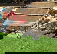Healesville Sanctuary and Rayners Orchard Tour from Melbourne - Accommodation Mermaid Beach