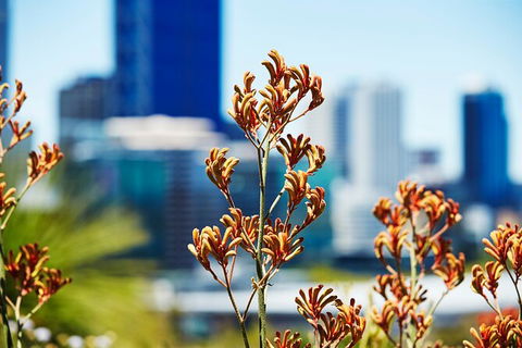 Best Of Perth Wildflower Season Day Trip - Accommodation Mermaid Beach 4