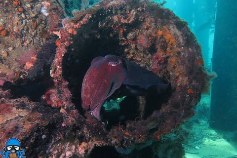 PADI Open Water Course - Accommodation Mermaid Beach 1