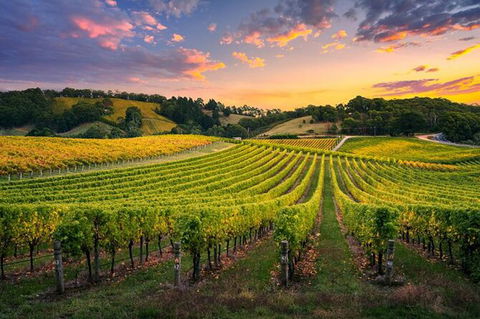 Swan Valley Sunset Wine Tour - Premium Small Group Tour - Accommodation Mermaid Beach 0