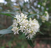 Booderee National Park - Accommodation Mermaid Beach