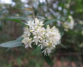 Booderee National Park - Accommodation Mermaid Beach 0