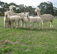 Blackgate Lodge Alpaca Stud - Accommodation Mermaid Beach