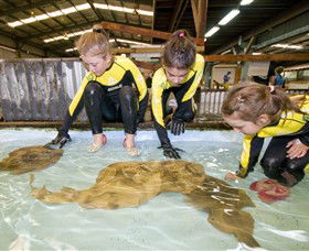 Australian Shark And Ray Centre - Accommodation Mermaid Beach 0