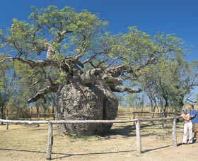 Boab Prison Tree - Accommodation Mermaid Beach 0