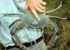 Whitsunday Crocodile Safari - Accommodation Mermaid Beach