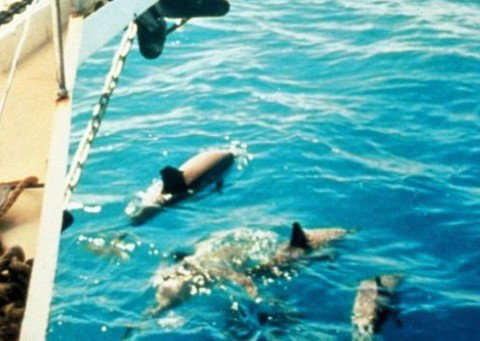 A Whitsunday Luxury Sailing Holiday - Accommodation Mermaid Beach 5