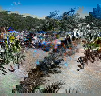JetBlack Wild Wombat MTB Challenge - Accommodation Mermaid Beach