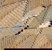WA Now  Tom Mller Monolith Scores - Virtual Exhibition - Accommodation Mermaid Beach