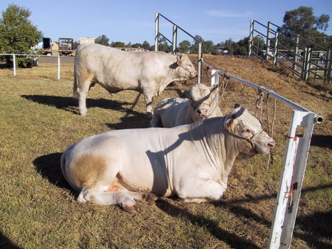 Wee Waa Show - Accommodation Mermaid Beach 2