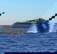 Whale Watching Cruises - Accommodation Mermaid Beach