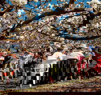Young Cherry Blossom Long Lazy Lunch - Accommodation Mermaid Beach